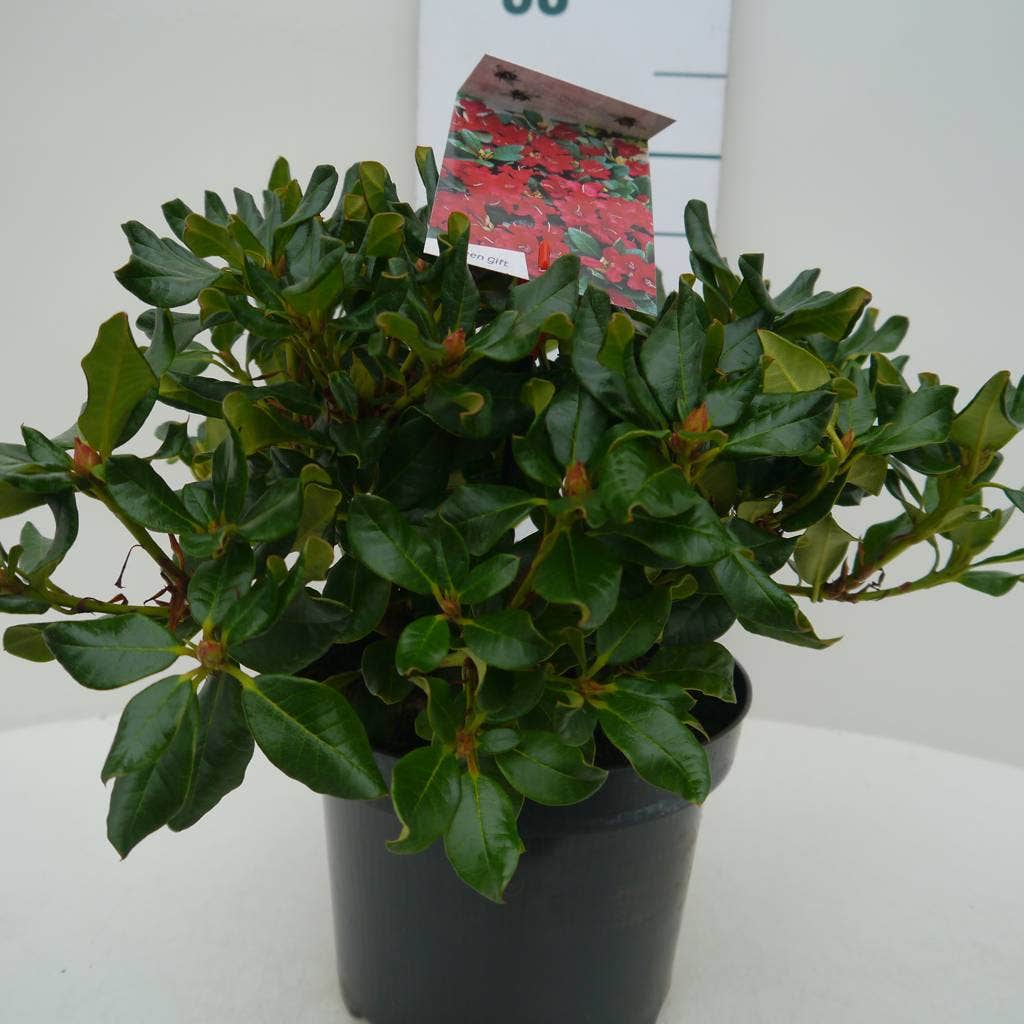  Dwergrhododendron (Rhododendron 'Baden-Baden')