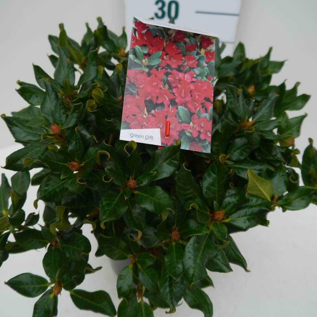  Dwergrhododendron (Rhododendron 'Baden-Baden')