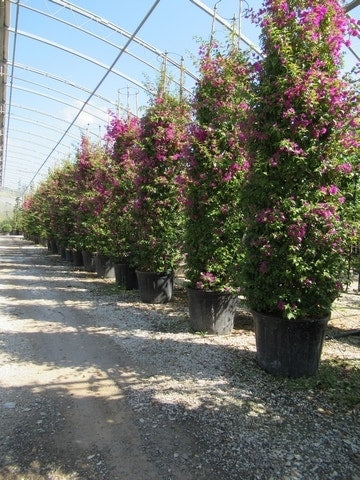  Bougainvillea Als Struik (Bougainvillea Glabra)