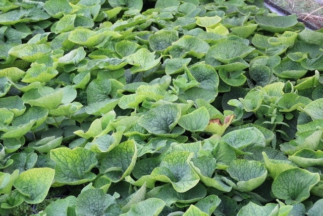  Kaukasische Vergeet-mij-niet (Brunnera Macrophylla 'Betty Bowring')
