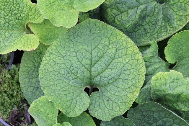  Kaukasische Vergeet-mij-niet (Brunnera Macrophylla 'Betty Bowring')
