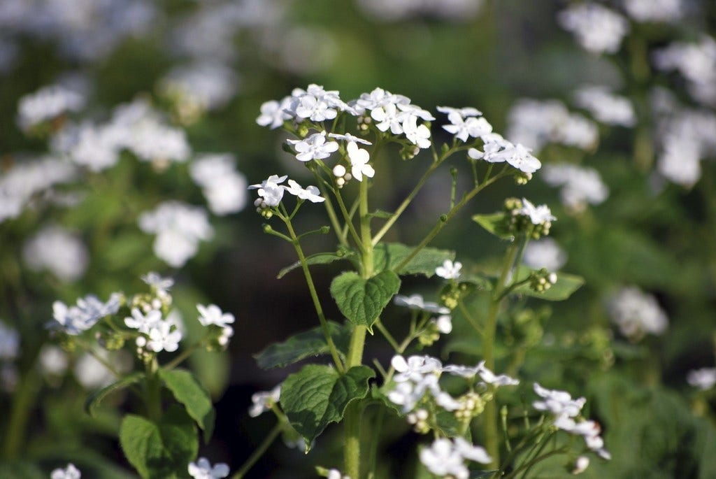  Kaukasische Vergeet-mij-niet (Brunnera Macrophylla 'Betty Bowring')