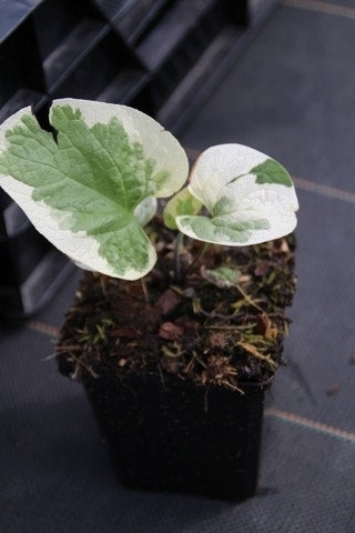  Kaukasische Vergeet-mij-niet (Brunnera Macrophylla 'Variegata')