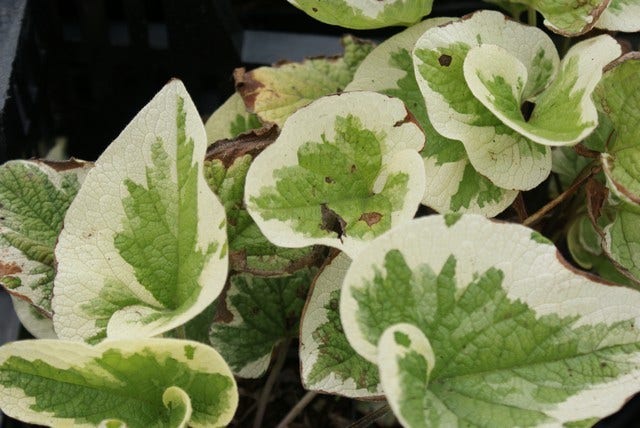  Kaukasische Vergeet-mij-niet (Brunnera Macrophylla 'Variegata')