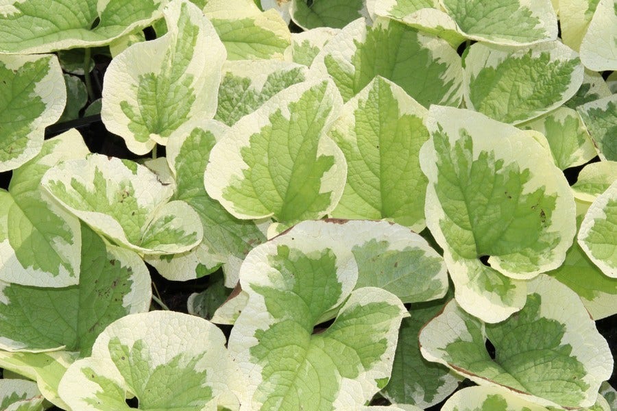  Kaukasische Vergeet-mij-niet (Brunnera Macrophylla 'Variegata')