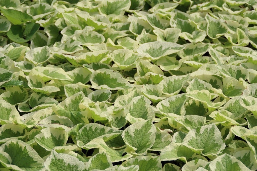  Kaukasische Vergeet-mij-niet (Brunnera Macrophylla 'Variegata')