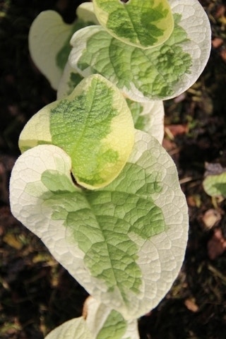  Kaukasische Vergeet-mij-niet (Brunnera Macrophylla 'Variegata')