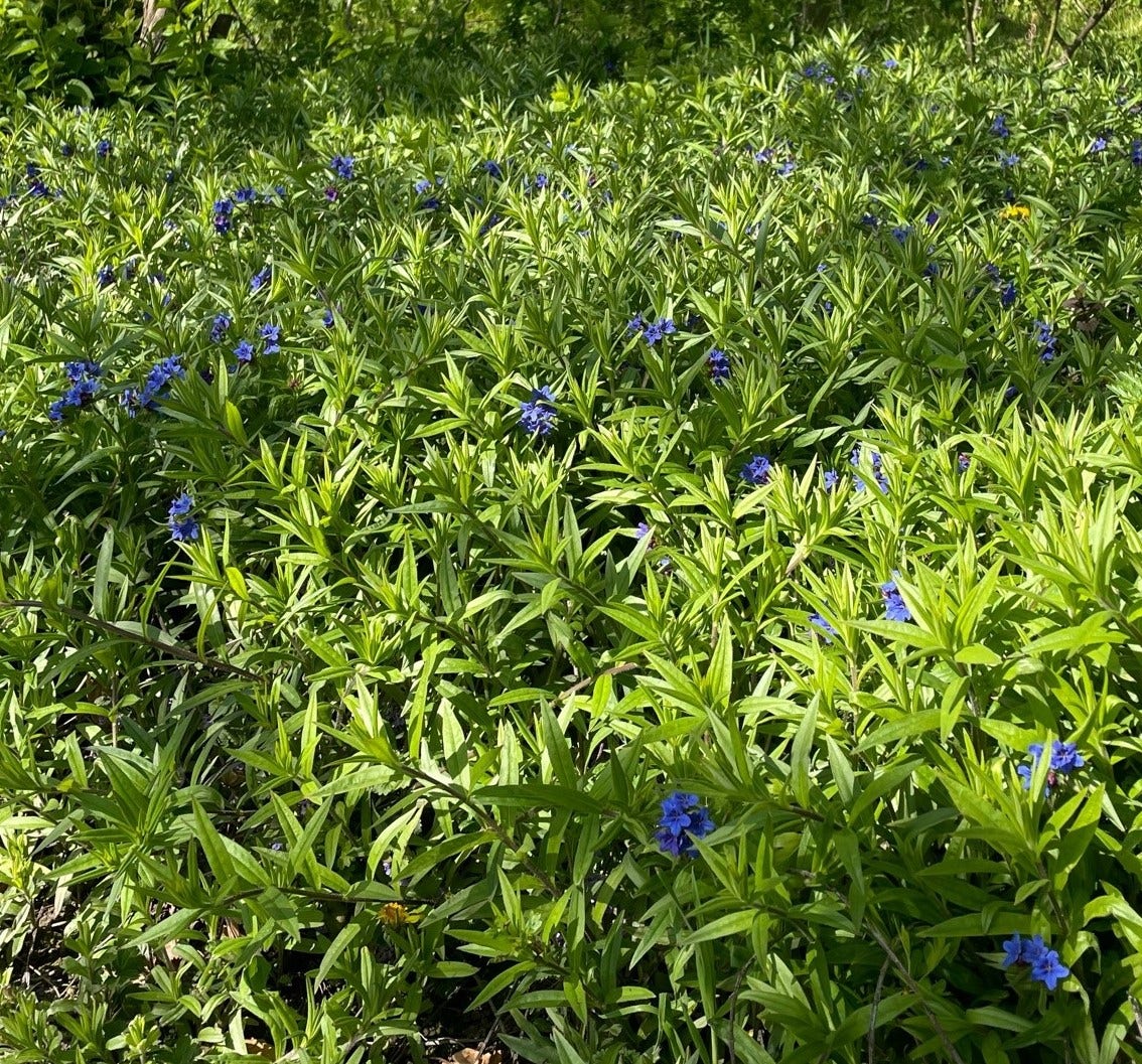  Ruw Parelzaad (Buglossoides Purpurocaerulea)