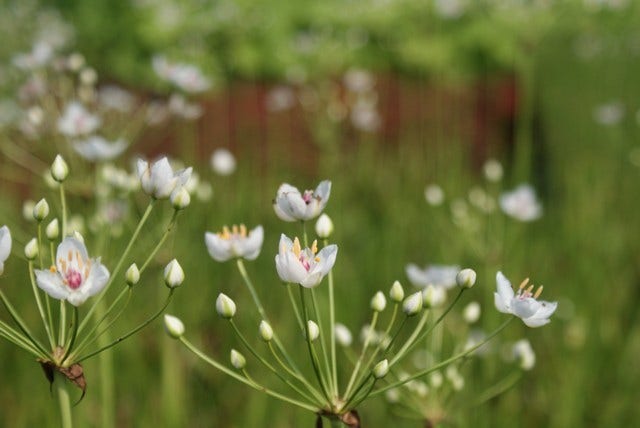  Zwanebloem (Butomus Umbellatus) 
