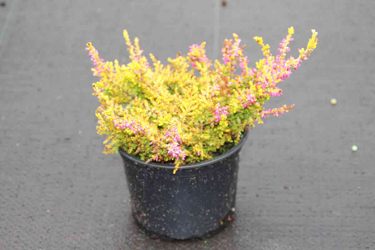  Struikheide (Calluna Vulgaris 'Anne Sofie')