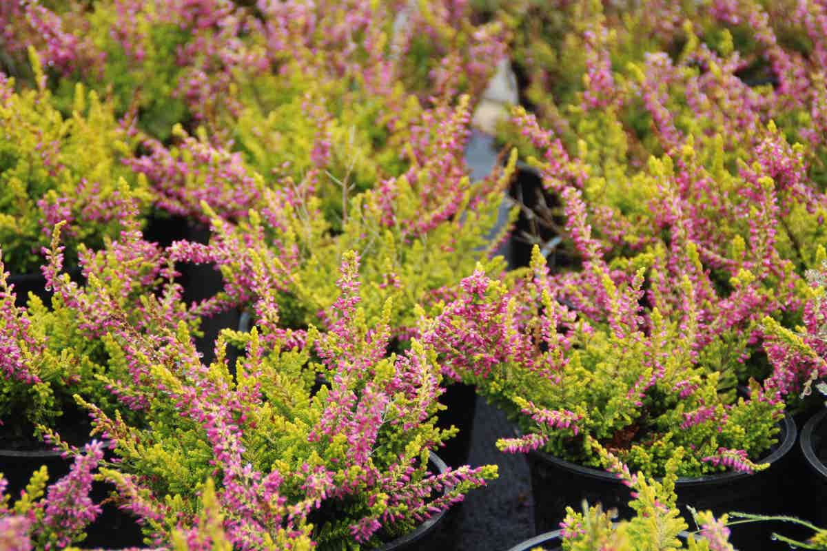  Struikheide (Calluna Vulgaris 'Anne Sofie')