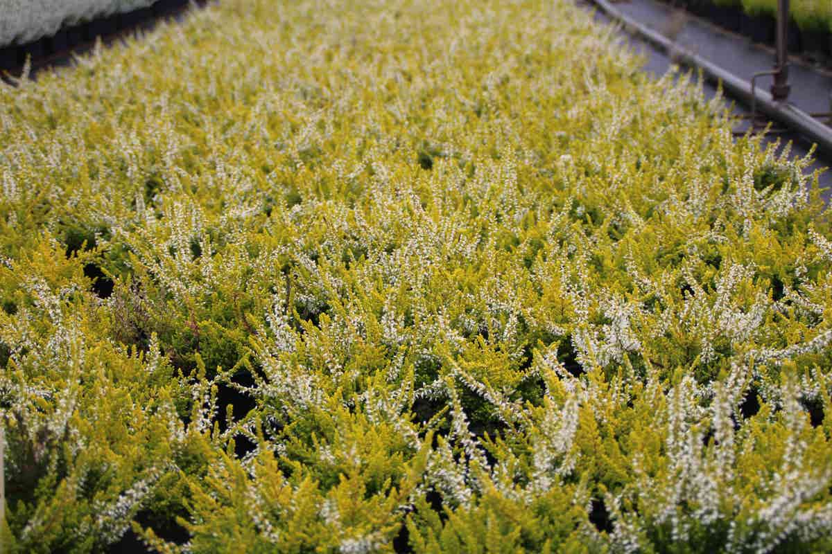  Struikheide (Calluna Vulgaris 'Anouk')