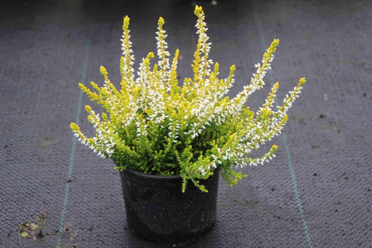  Struikheide (Calluna Vulgaris 'Anouk')