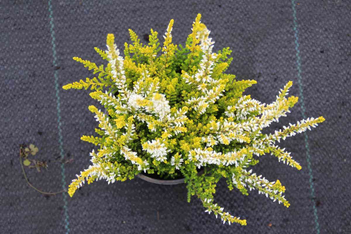  Struikheide (Calluna Vulgaris 'Anouk')