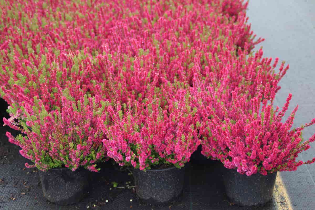  Struikheide (Calluna Vulgaris 'Dark Beauty')
