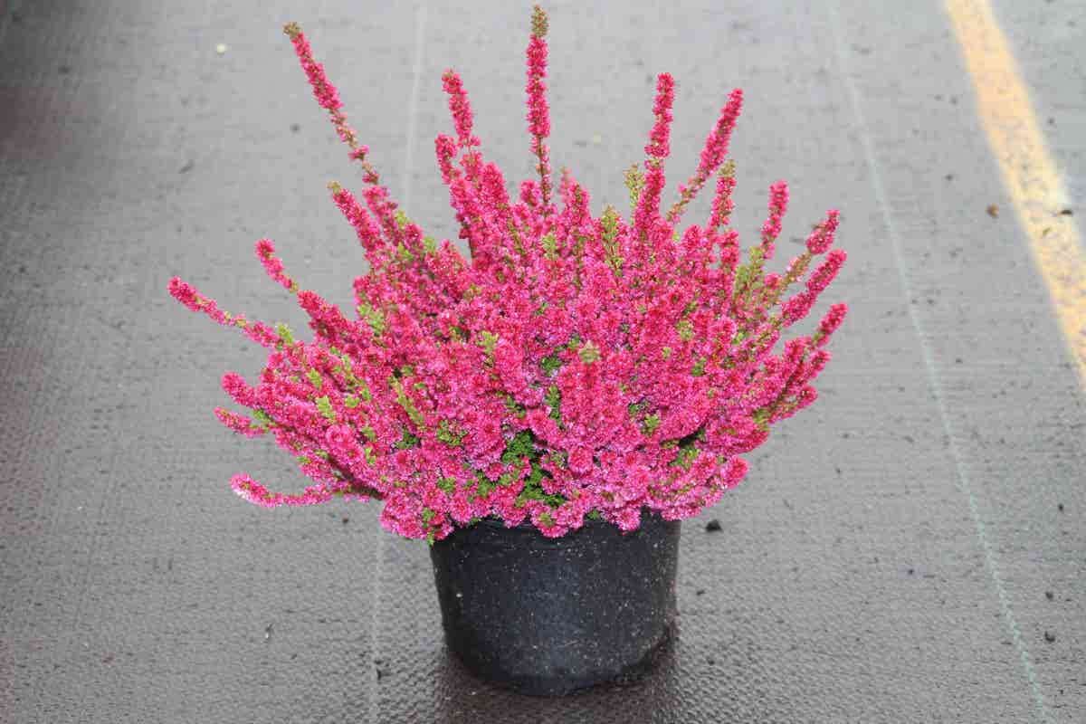  Struikheide (Calluna Vulgaris 'Dark Beauty')