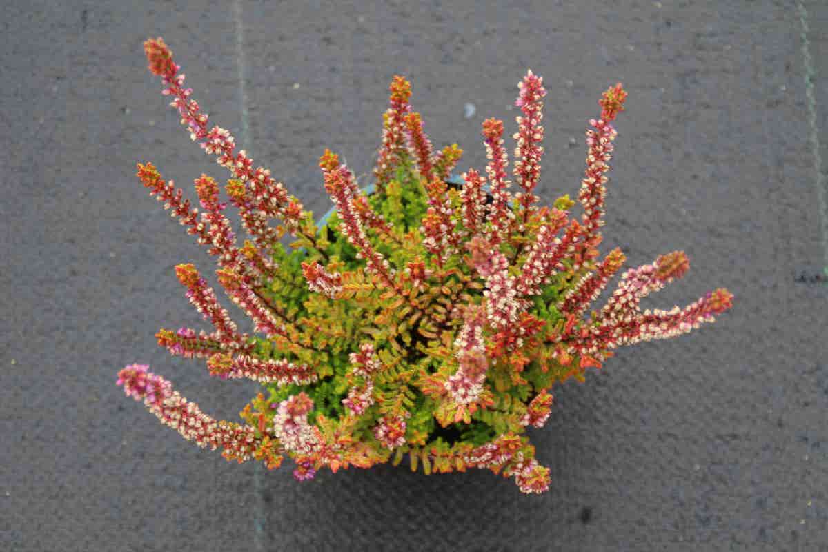  Struikheide (Calluna Vulgaris 'Firefly')