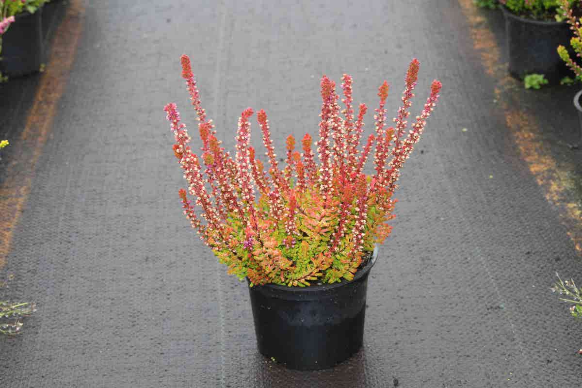  Struikheide (Calluna Vulgaris 'Firefly')