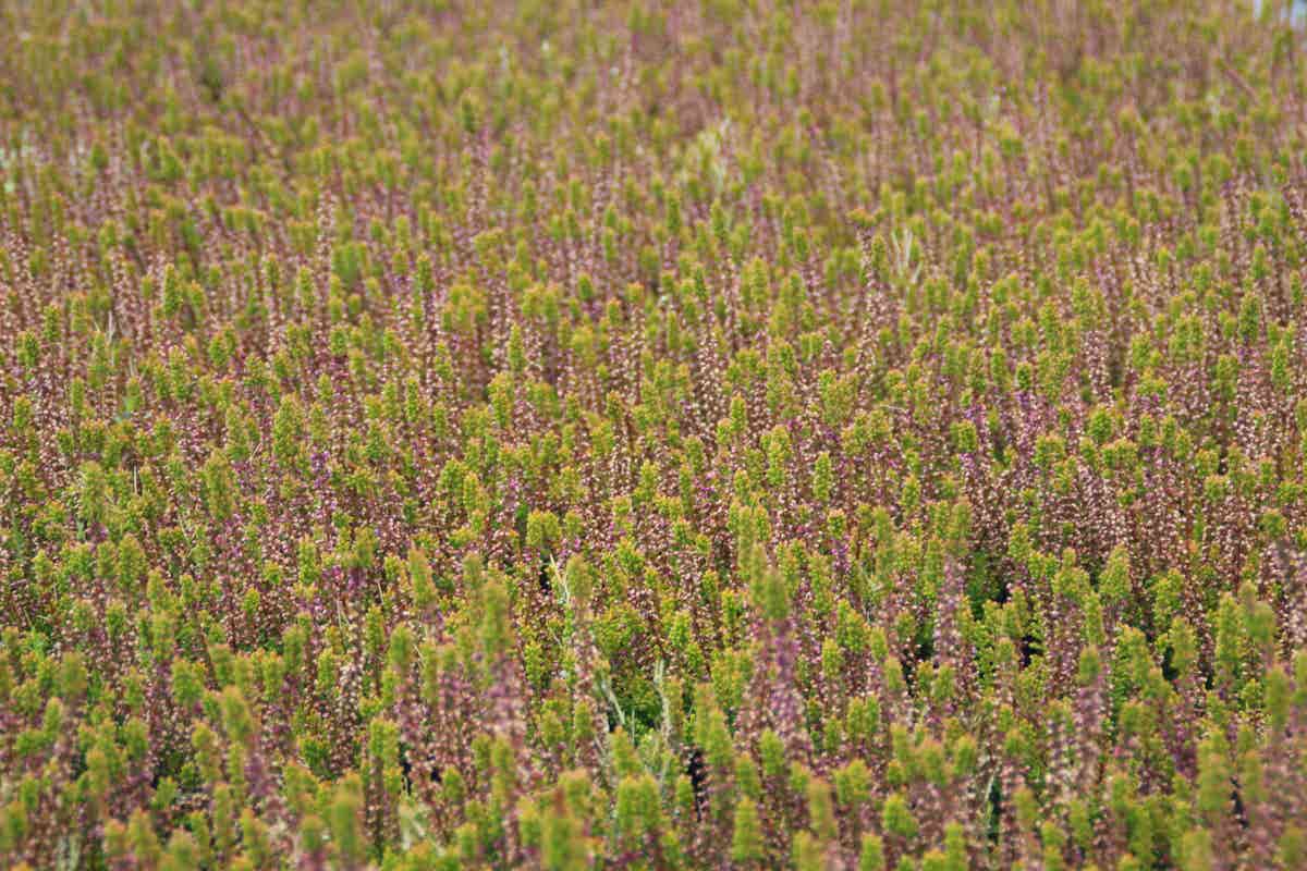  Struikheide (Calluna Vulgaris 'Firefly')