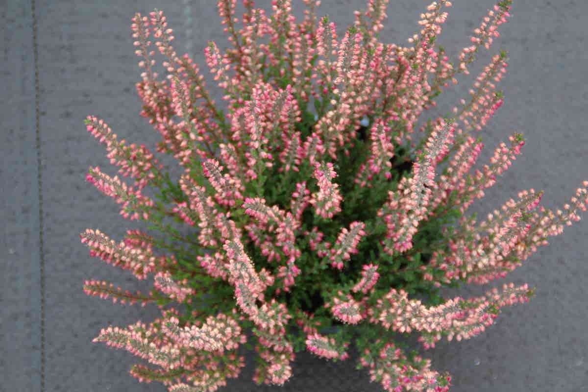  Struikheide (Calluna Vulgaris 'Haalboom's Red')