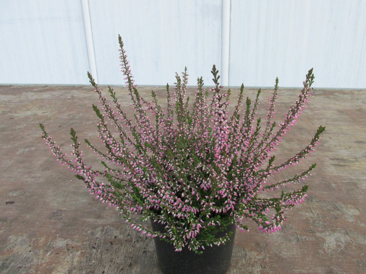  Struikheide (Calluna Vulgaris 'Marleen')