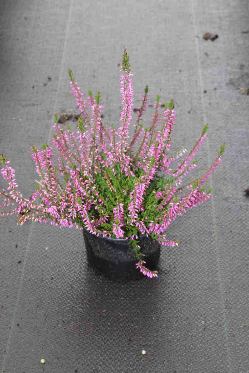  Struikheide (Calluna Vulgaris 'Marleen')