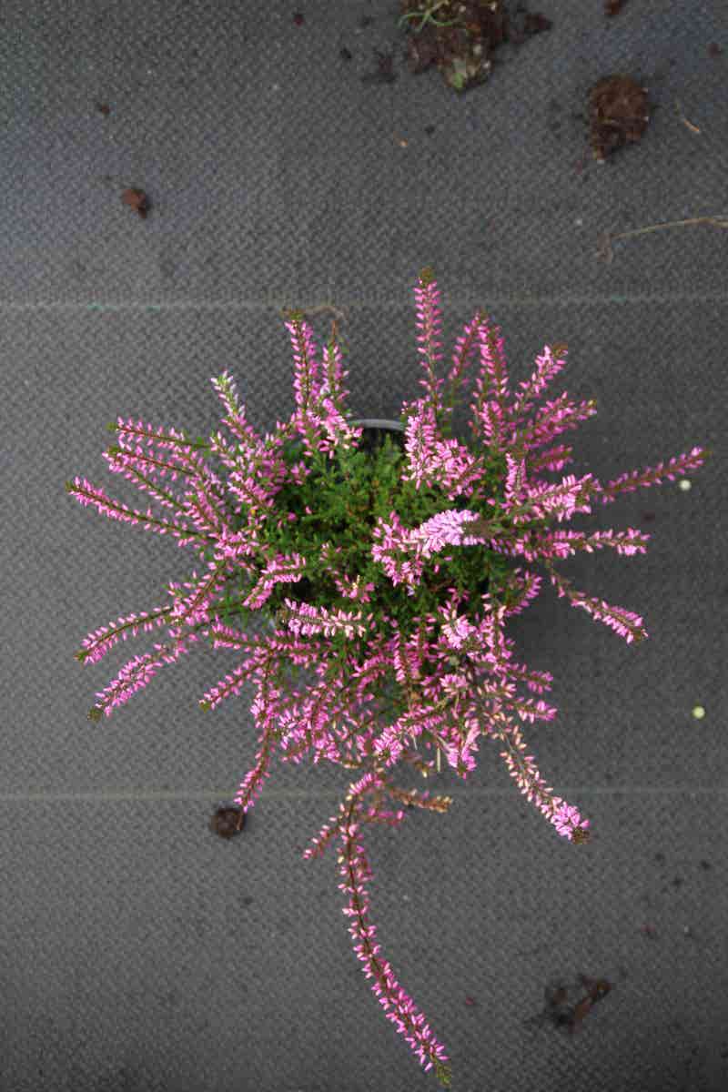  Struikheide (Calluna Vulgaris 'Marleen')