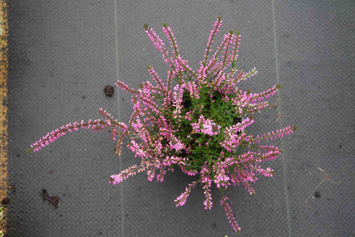  Struikheide (Calluna Vulgaris 'Marleen')