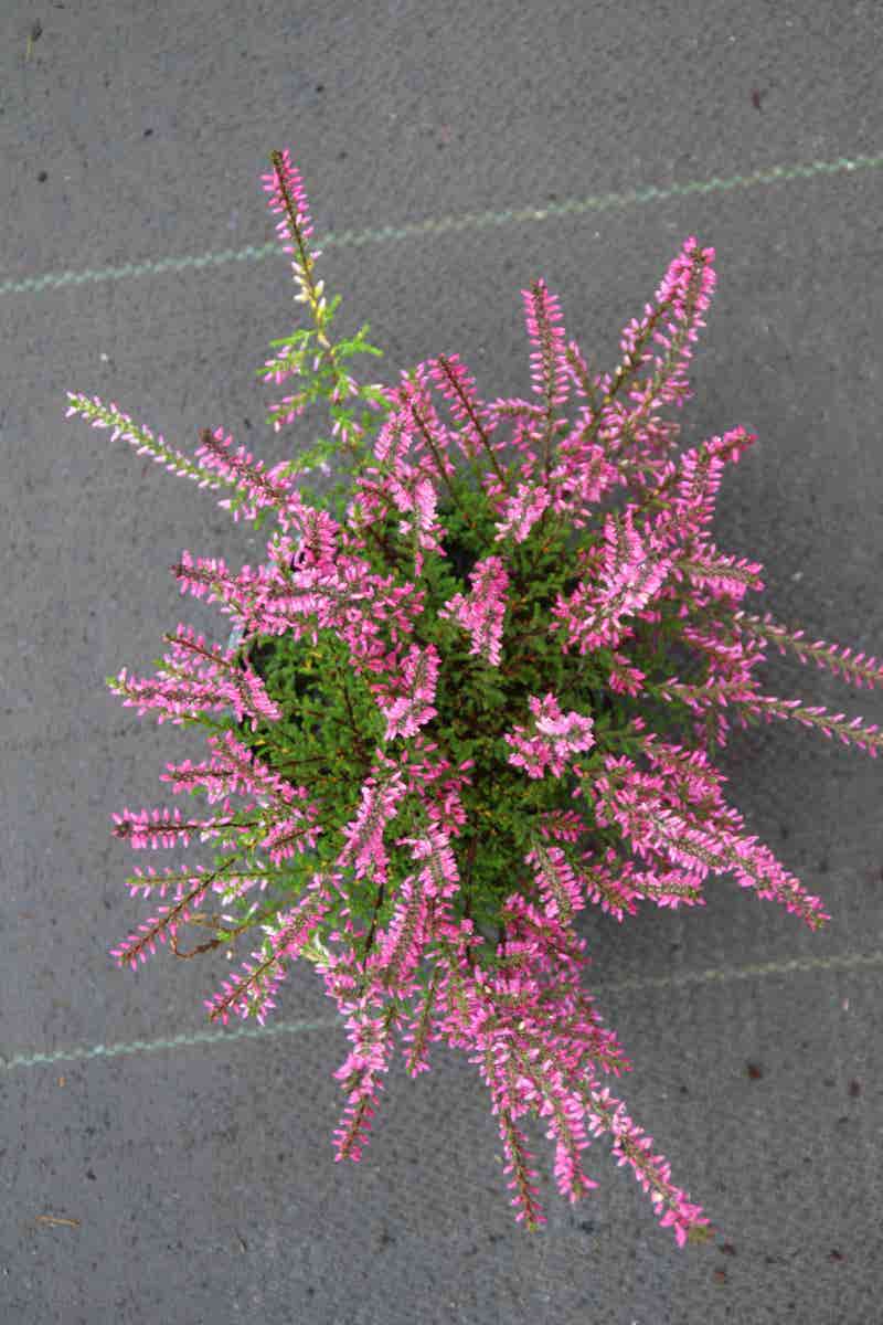  Struikheide (Calluna Vulgaris 'Redbud')
