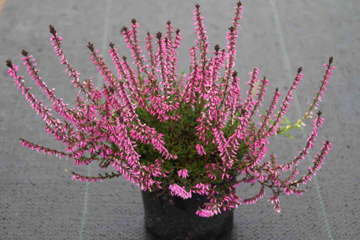  Struikheide (Calluna Vulgaris 'Redbud')