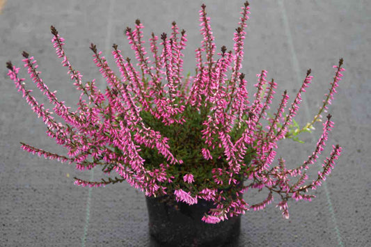  Struikheide (Calluna Vulgaris 'Redbud')