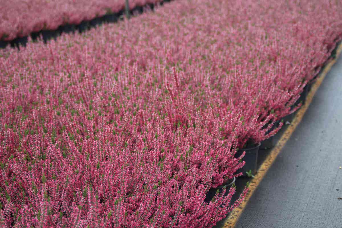  Struikheide (Calluna Vulgaris 'Sabine')
