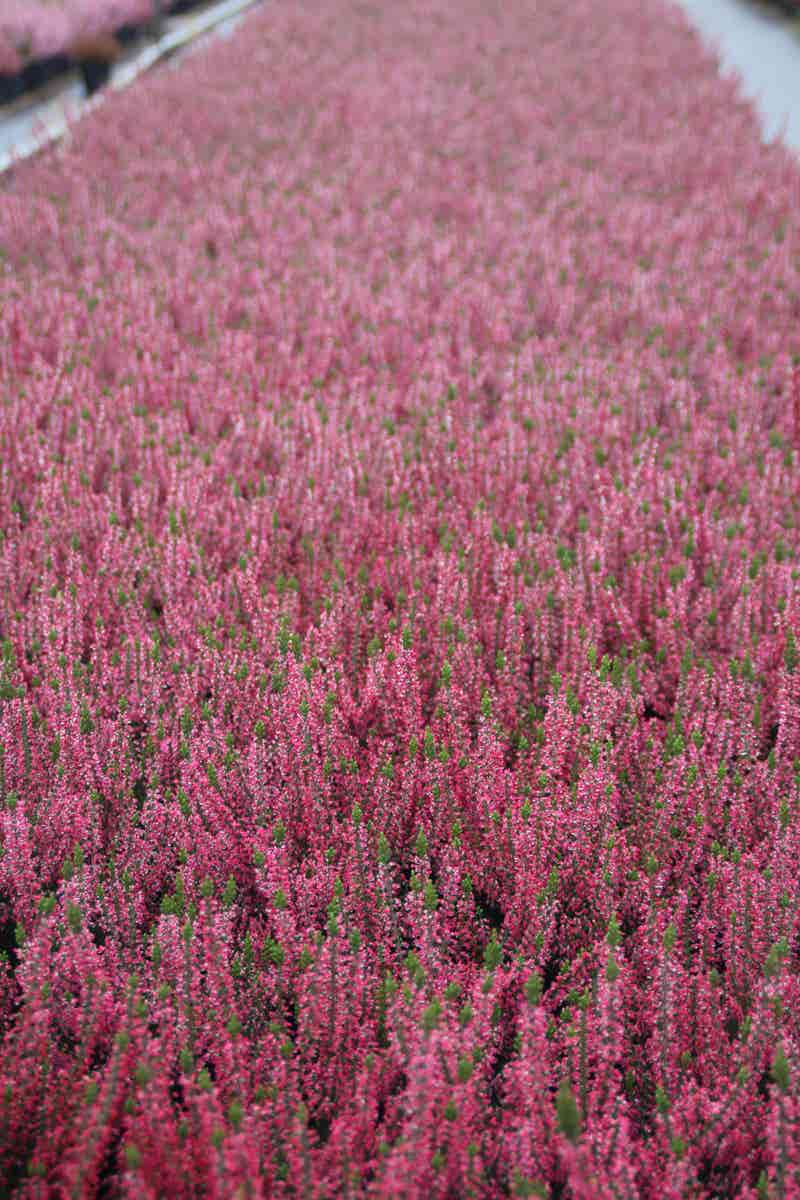  Struikheide (Calluna Vulgaris 'Sabine')