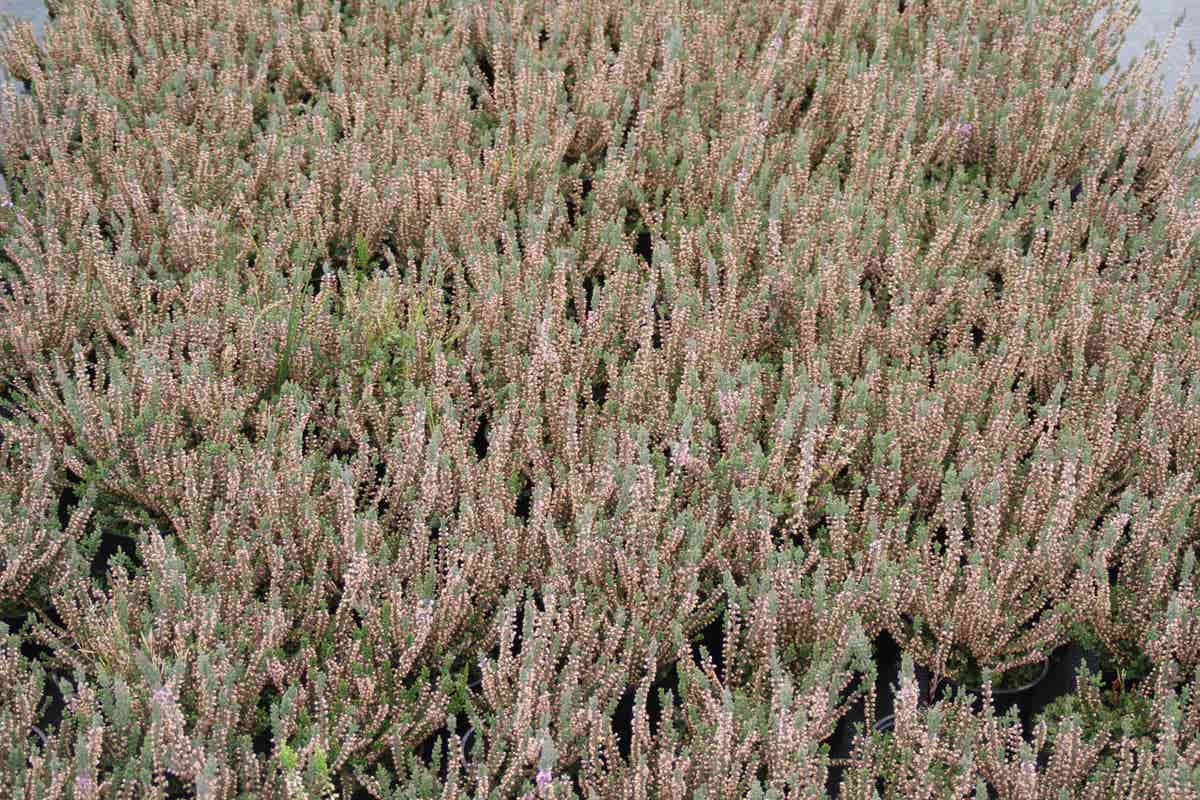  Struikheide (Calluna Vulgaris 'Silver Knight')