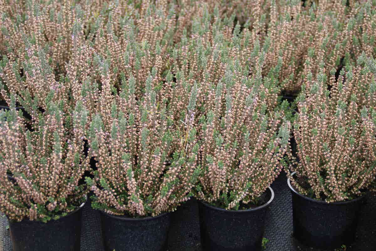  Struikheide (Calluna Vulgaris 'Silver Knight')