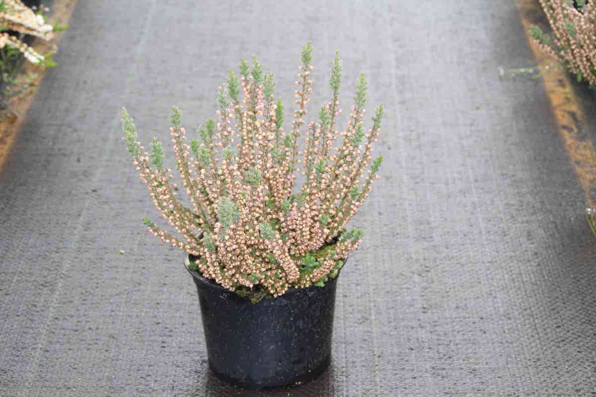  Struikheide (Calluna Vulgaris 'Silver Knight')