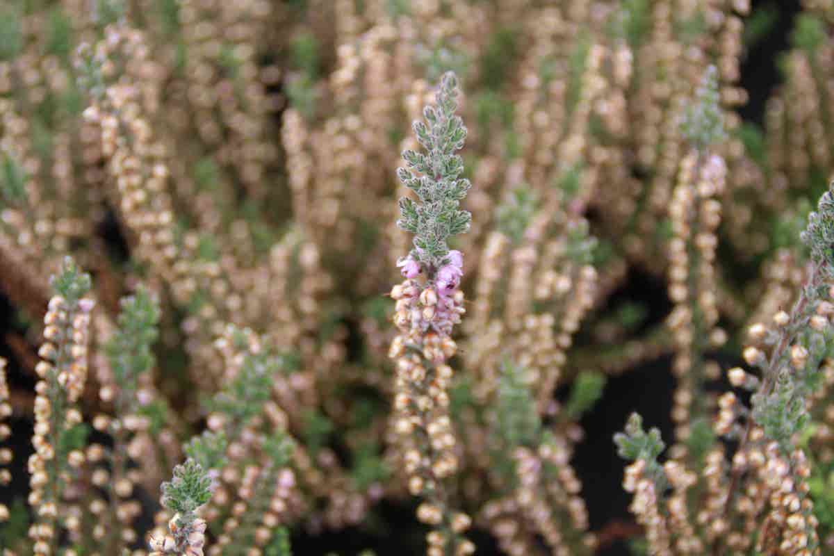  Struikheide (Calluna Vulgaris 'Silver Knight')