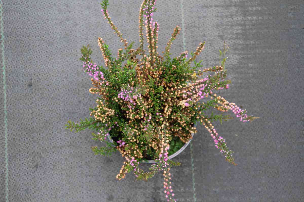  Struikheide (Calluna Vulgaris 'Tib')