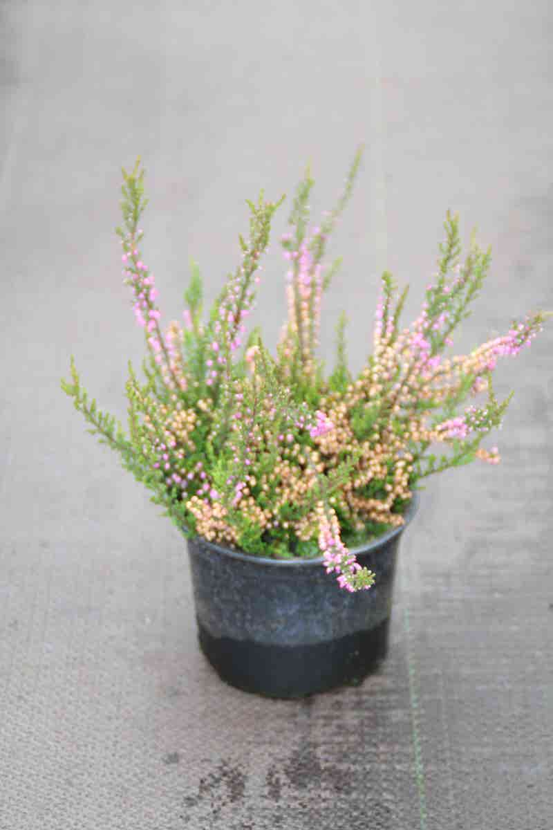  Struikheide (Calluna Vulgaris 'Tib')