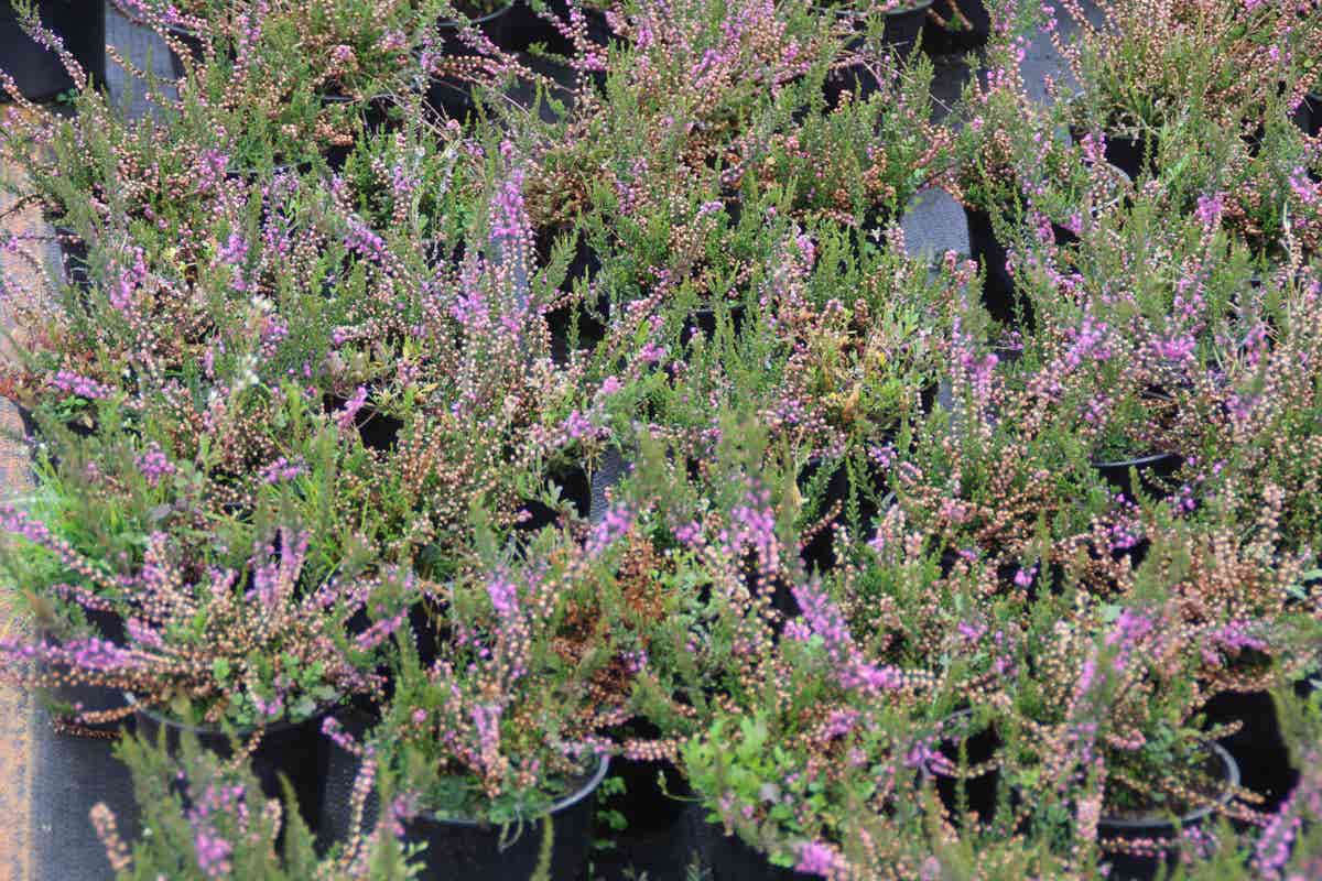  Struikheide (Calluna Vulgaris 'Tib')