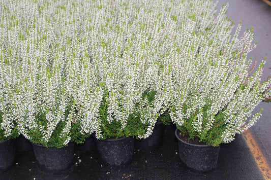  Struikheide (Calluna Vulgaris 'Veluwe')