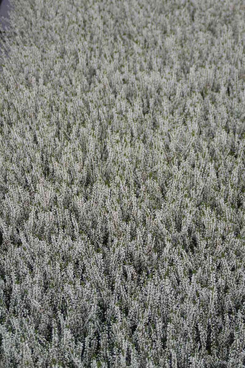  Struikheide (Calluna Vulgaris 'Volante')