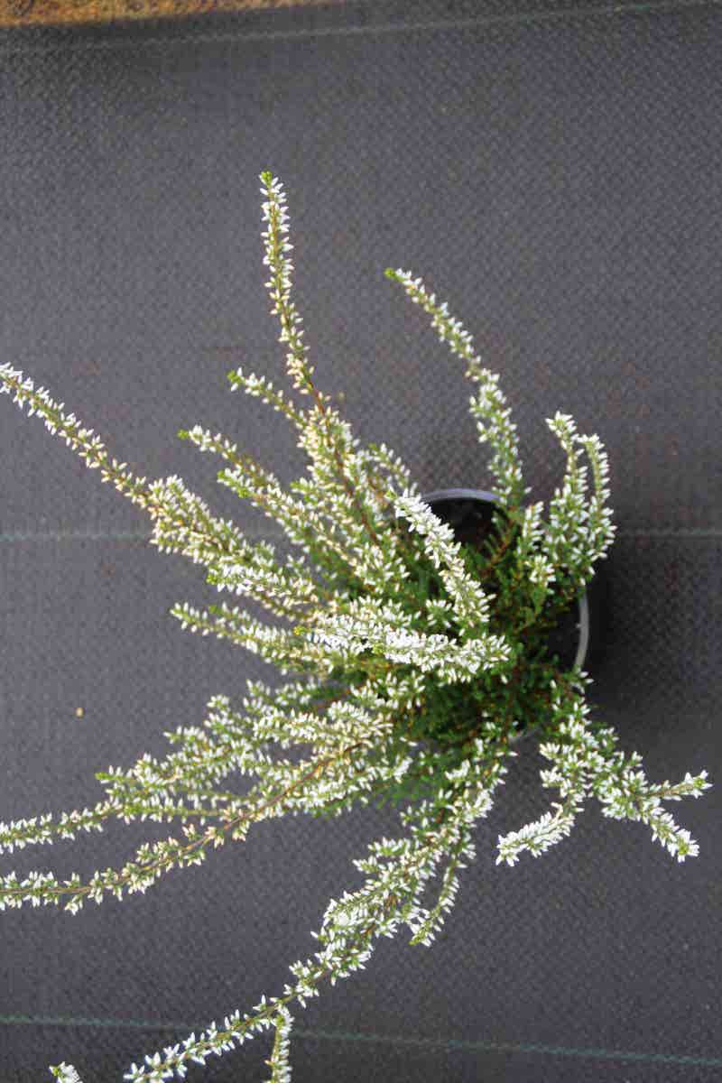  Struikheide (Calluna Vulgaris 'Volante')