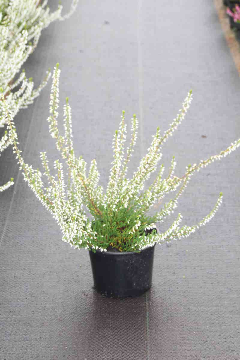  Struikheide (Calluna Vulgaris 'Volante')