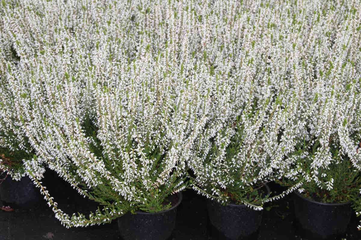  Struikheide (Calluna Vulgaris 'Volante')