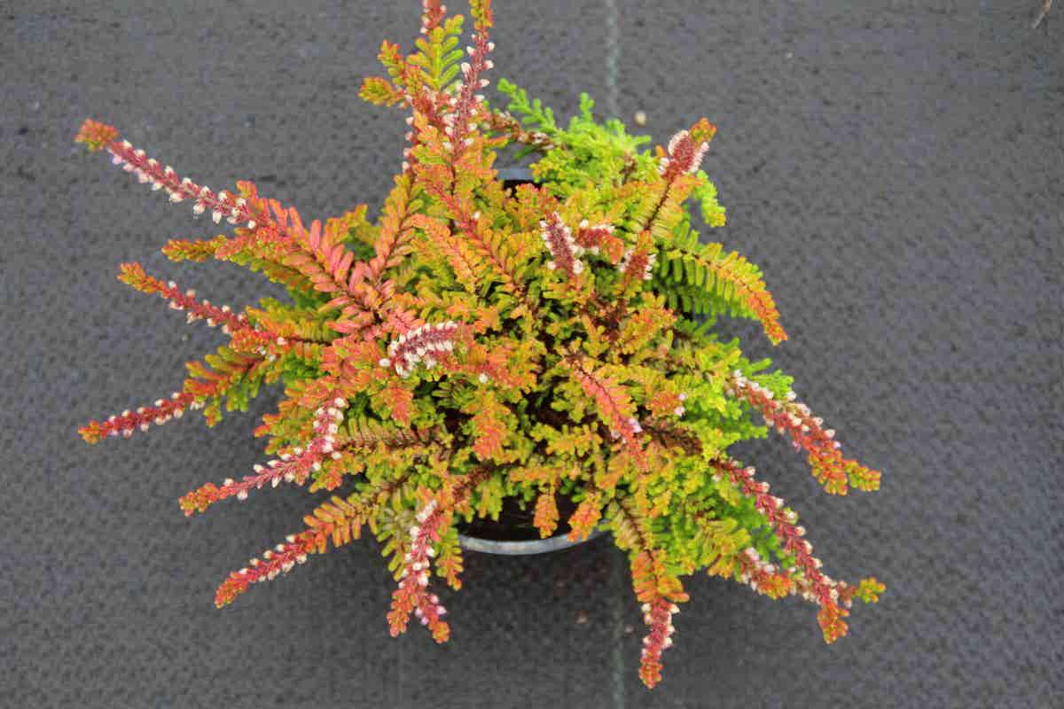  Zomerheide Geel (Calluna Vulgaris 'Wickwar Flame')