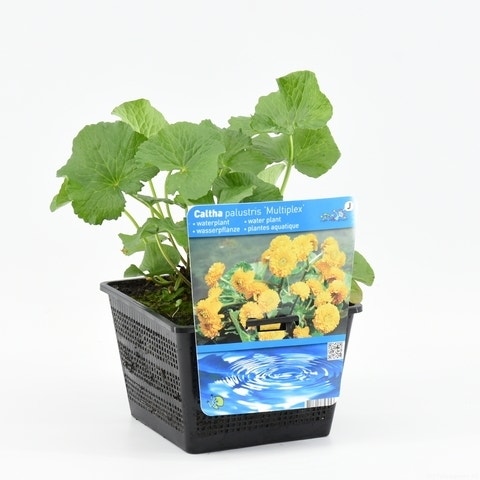  Dubbele Gele Dotterbloem (Caltha Palustris 'Multiplex')