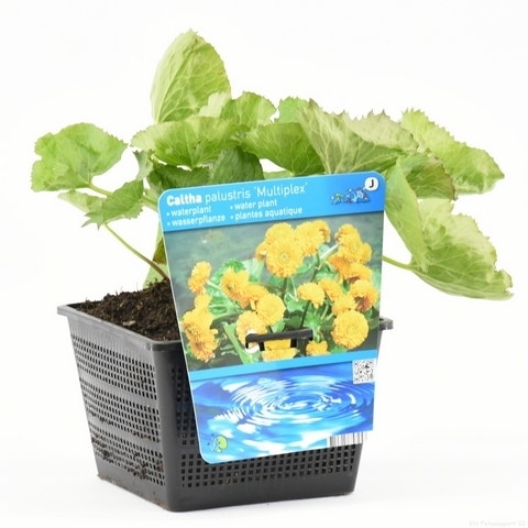  Dubbele Gele Dotterbloem (Caltha Palustris 'Multiplex')