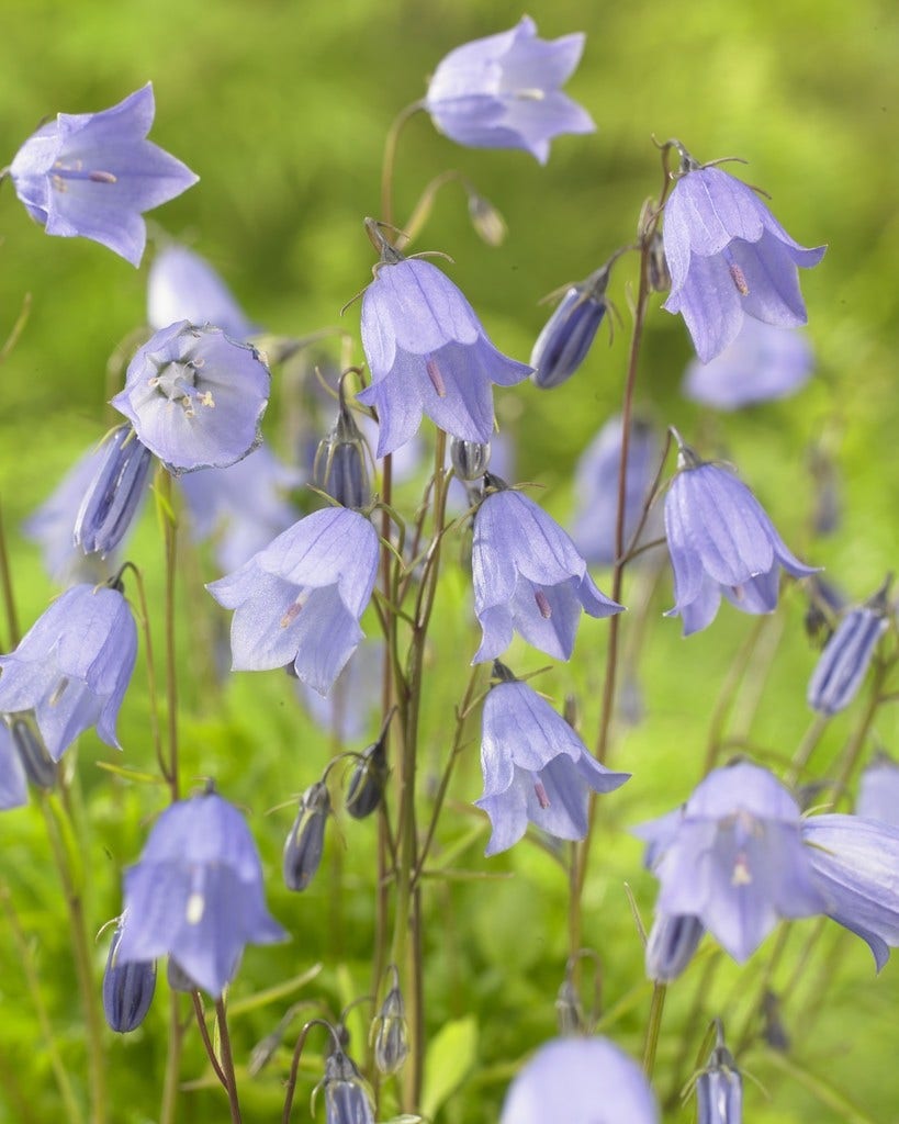  Klokje (Campanula Cochleariifolia)