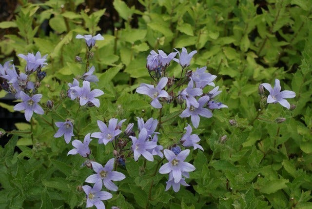  Klokje (Campanula Lactiflora 'Prichard's Variety')